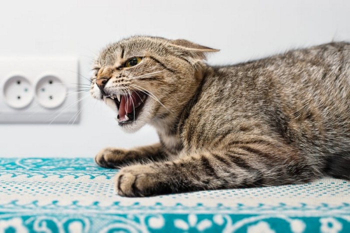 Source: Shutterstock.com/SerPhoto