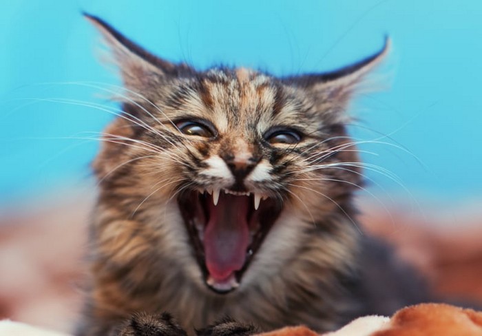 Source: Shutterstock.com/The Len