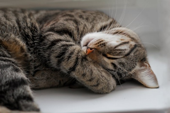 Source: Shutterstock.com/Katherine_lynx